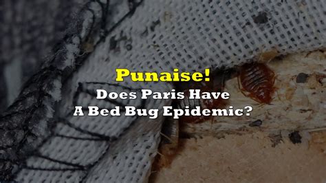 Does Paris Have A Bed Bug Epidemic | the deep dive