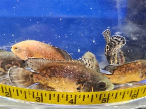 Assorted Oscar Medium Real Pets Corp