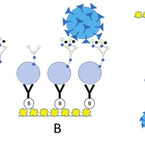 Schematic Pictures Of A The Conventional Ca125 Immunoassay In Which