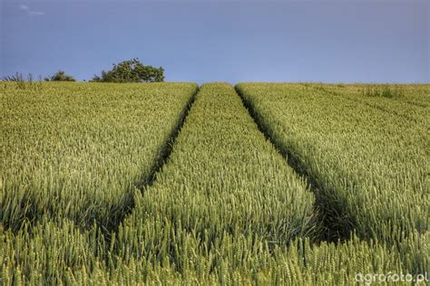 Pszenica zdjęcie fotka foto numer 757241 Galeria rolnicza agrofoto