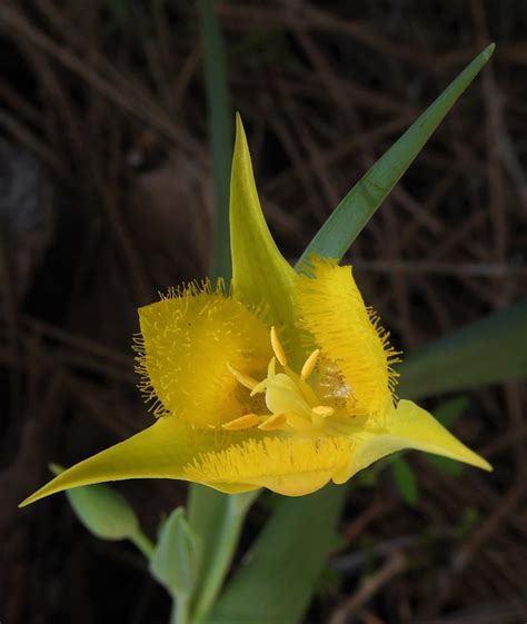 Yellow Star Tulip One Of The Smallest And Loveliest Flower Flickr