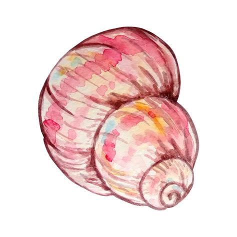 Premium Vector | Watercolor colorful seashell hand drawn illustration