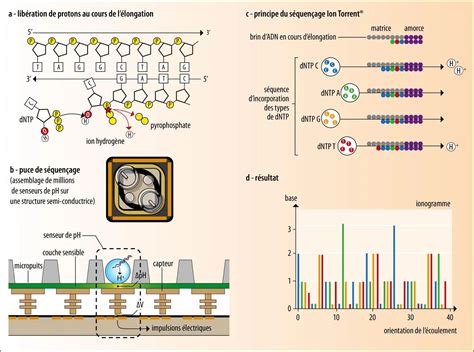 Séquençage De L’adn Par La Méthode Ion Torrrent® Média Encyclopædia Universalis