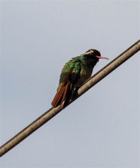 Xantus S Hummingbird From Todos Santos Area B C S Mexico On November