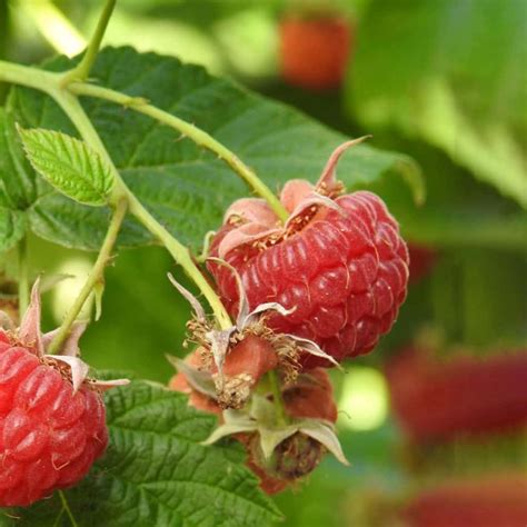 Rubus Idaeus Autumn Bliss Framboos Goedkopeolijfbomen Nl