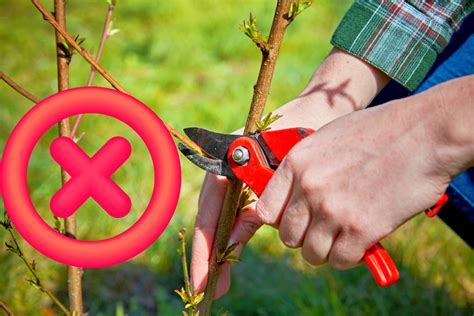 Quels Arbres Ne Surtout Pas Tailler En Mai Pour Ne Pas Ruiner Votre