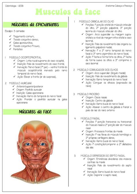 Origem E Inser O Dos Musculos Da Face