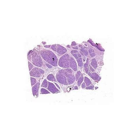 Oral Histology Prepared Slides - Salivary Gland at Rs 800/piece ...