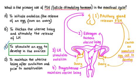 Question Video Recalling The Primary Function Of Fsh In The Menstrual