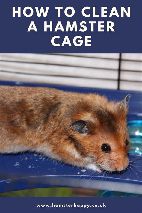 How To Clean A Hamster Cage Step By Step Guide Hampster Cage Cage