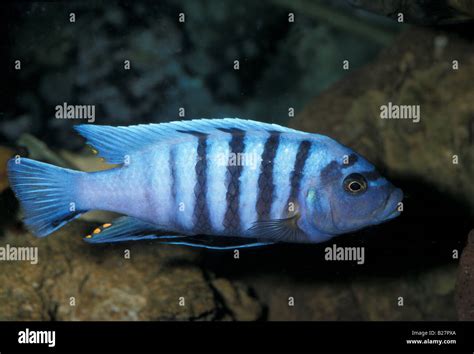 Maylandia Zebra Malawi Lake Cichlid Africa Stock Photo Alamy