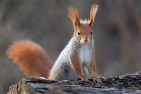 Red Grey Beautiful Buddy A Female Red Squirrel Is Really Flickr