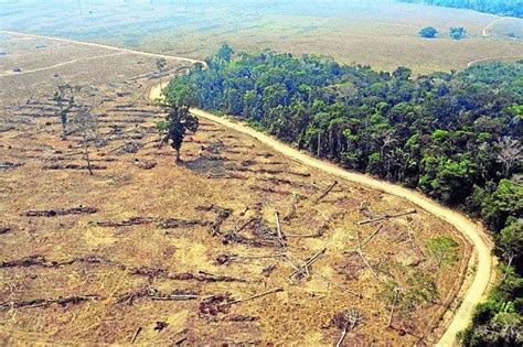 Em 2021 sob Bolsonaro Amazônia perdeu dez vezes área do Rio de