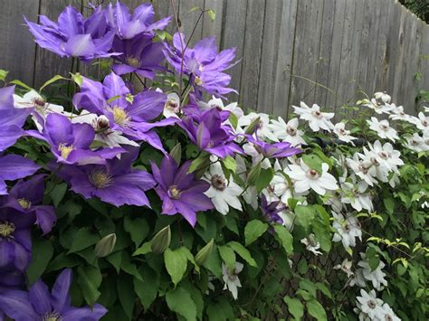 How to Grow and Care for Clematis - World of Flowering Plants