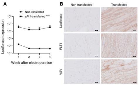 Ijms Free Full Text The Vegf Inhibitor Soluble Fms Like Tyrosine