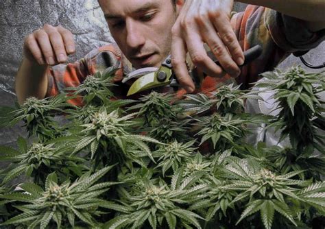 Repasa Los Mejores Tips Para Cultivar Marihuana Mota Radio