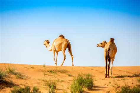 Desert Safari & Camel Farm Visit from Ras al Khaimah, Ras al-Khaimah