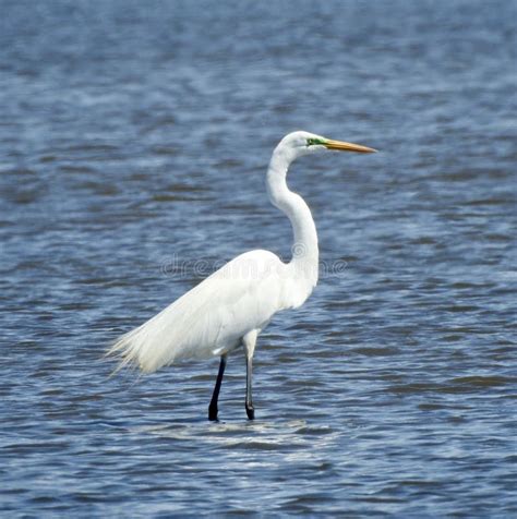 Greater Egret Stock Image Image Of Wading Greater Bird 93825983