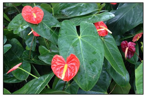 Anthurium Anthurium Andraeanum Flamingo Lily Philippine Medicinal Herbs Alternative Medicine