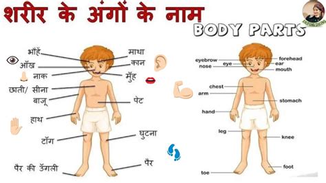 Human Body Parts In Hindi : Pin On Around The World Unit | Bodeniwasues