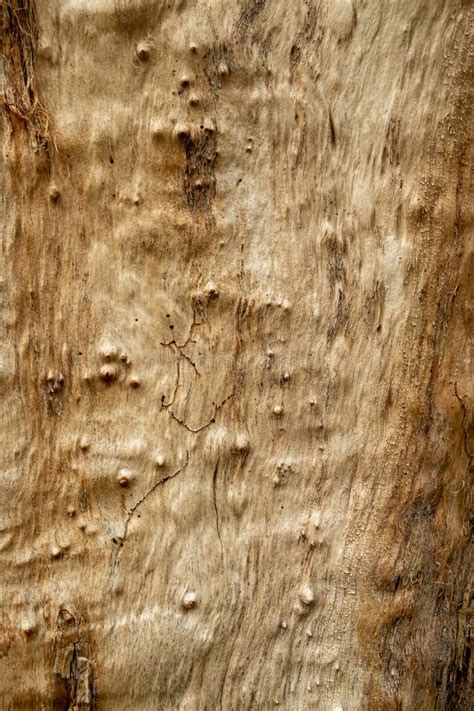 Seamless Tree Bark Background Brown Tileable Texture Stock Photo