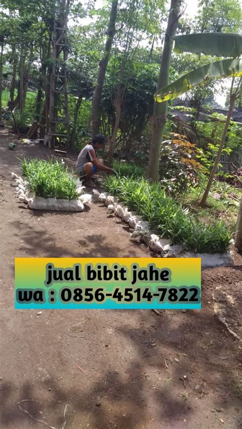 Jual Bibit Jahe Merah Lampung CALL 0856 4514 7822 AFIF JA Flickr