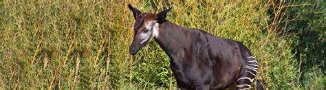 11 Okapi Facts About The Shy African Mammal