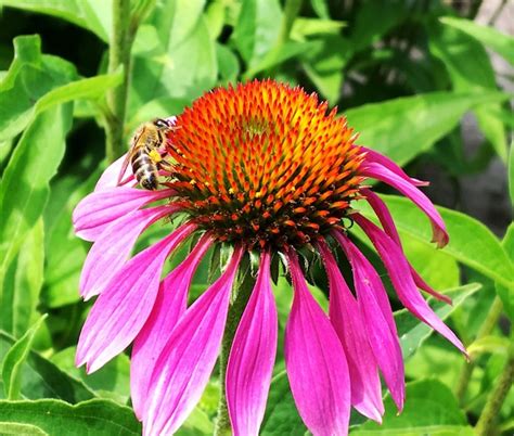 Premium Photo Winged Bee Slowly Flies To The Plant Collect Nectar For