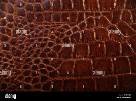 Snakeskin patterns hi-res stock photography and images - Alamy