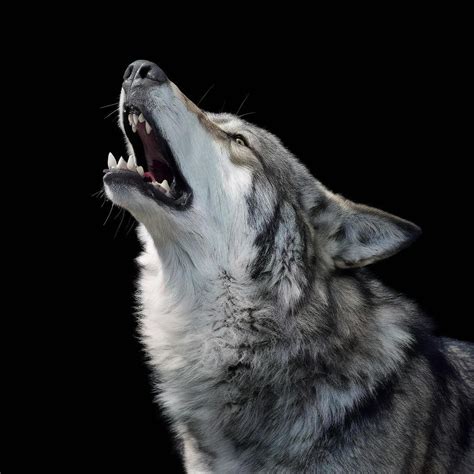 Howl By The Moon 11