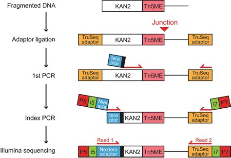 Schematics Of Simplified TraDIS Library Preparation Following DNA