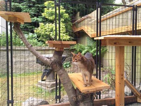 Awesome Large DIY backyard Cat Enclosure | Cuckoo4Design