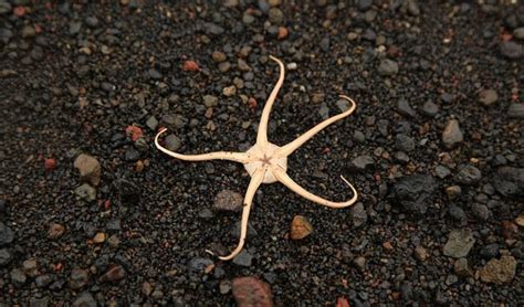 New Species Of Brittle Stars Discovered Australian Geographic