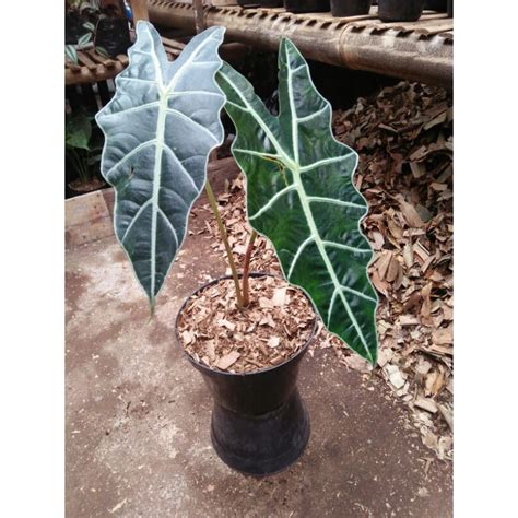 Jual Tanaman Hias Keladi Liku Amazon Alocasia Amazonica Shopee Indonesia