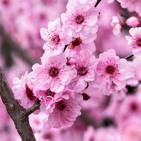 Plum Blossom Tree Prunus Blireana Roots Plants