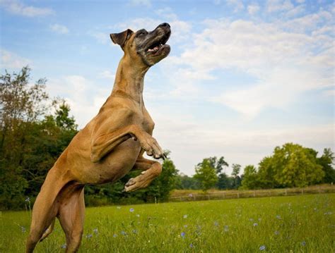 Mon Chien Saute Sur Les Gens Comment L En Dissuader Wikichien