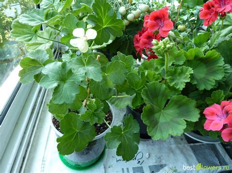 Герань с запахом лимона цветение (74 фото)