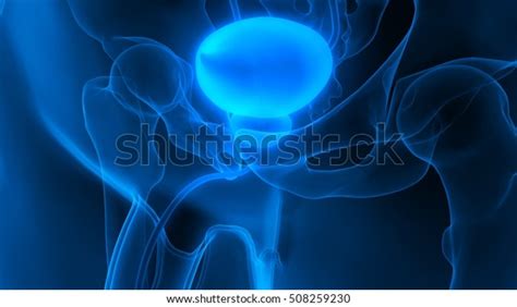 Human Body Organs Urinary Bladder 3d Stock Illustration 508259230