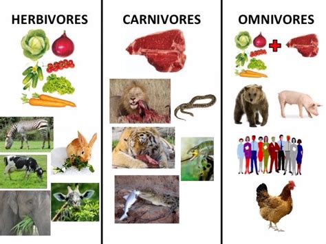 Carnivore Examples