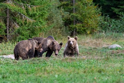 Reforesting the Southern Carpathians: An Interview with Mossy Earth