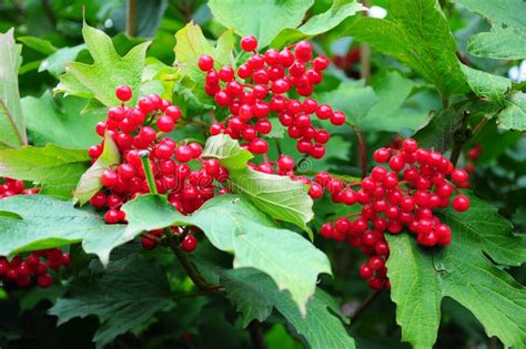 red currant stock image image  berries gardening