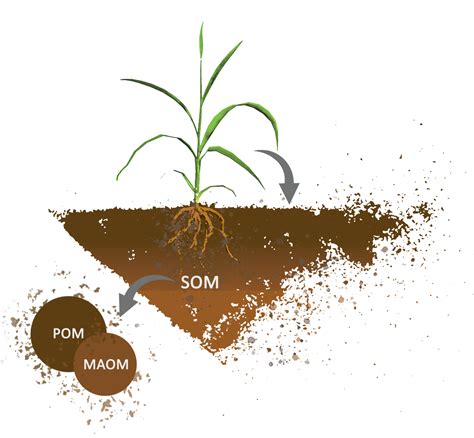 Plant Characteristic Controls On Carbon In Soil Organic Matter