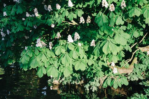 Chestnut flowers | Free Stock Image - Barnimages