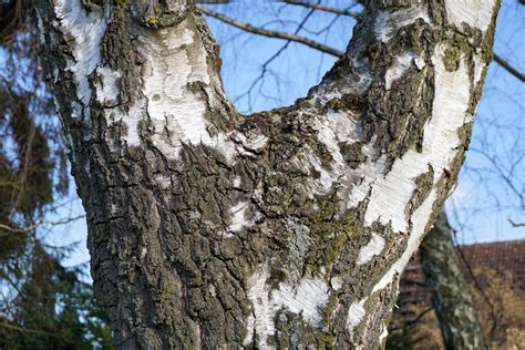 Free Images Tree Nature Branch Winter Leaf Flower Trunk Bark