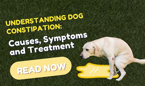 Understanding Dog Constipation: Causes, Symptoms, and Treatment