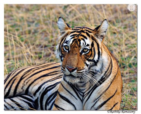 Rathika Ramasamys Wildlife Photography Tigers Tigerdd33259