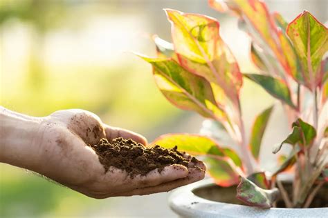 5 formas diferentes para aproveitar a borra de café aprenda