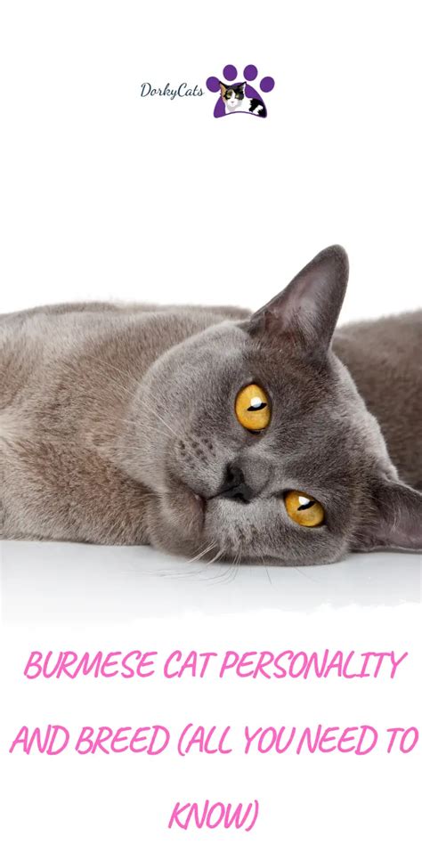 BURMESE CAT PERSONALITY AND BREED (ALL YOU NEED TO KNOW) - DorkyCats