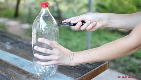 C Mo Hacer Un Ecosistema En Una Botella