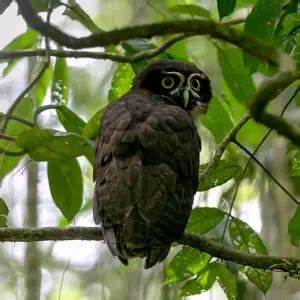 Spectacled Owl - Facts, Diet, Habitat & Pictures on Animalia.bio